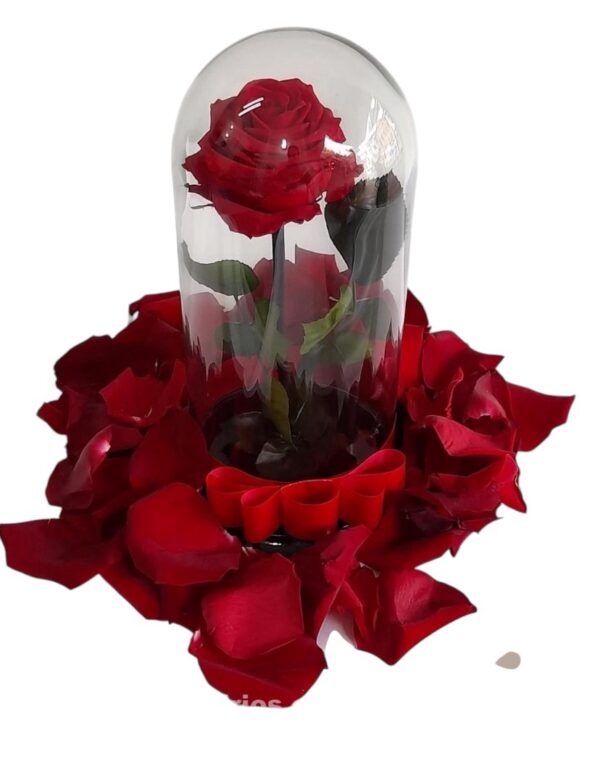 Rosa Preservada en Cali